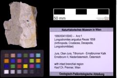 Foto (Objekt + Etiketten) von Longodromites angustus (Reuss 1858) (NHMW-GEO-1990-0041-0043)